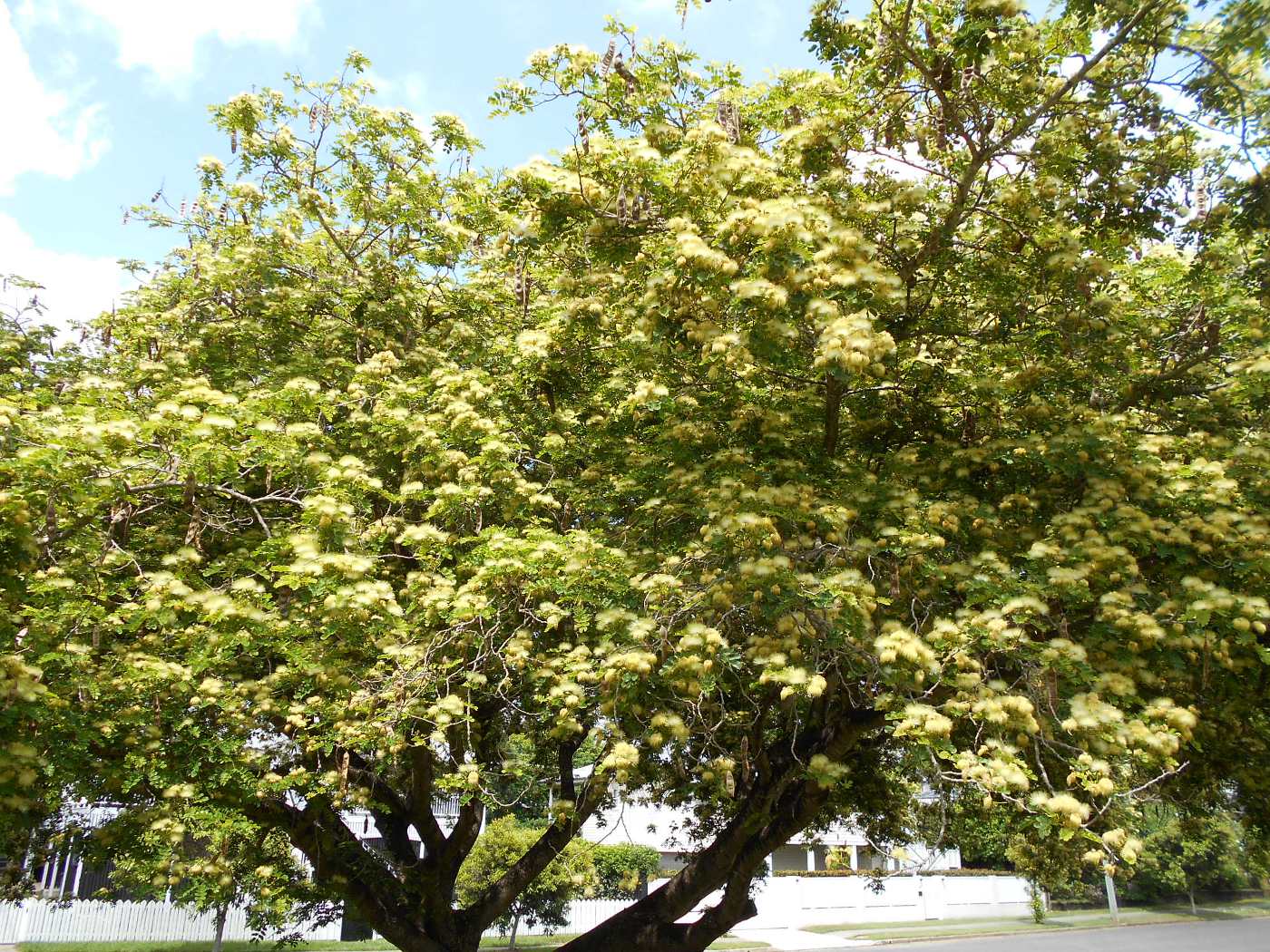 Image of Albizia lebbeck specimen.