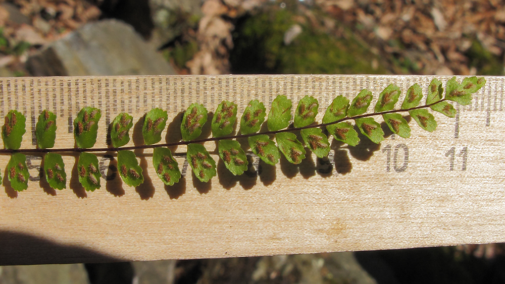 Image of Asplenium trichomanes specimen.