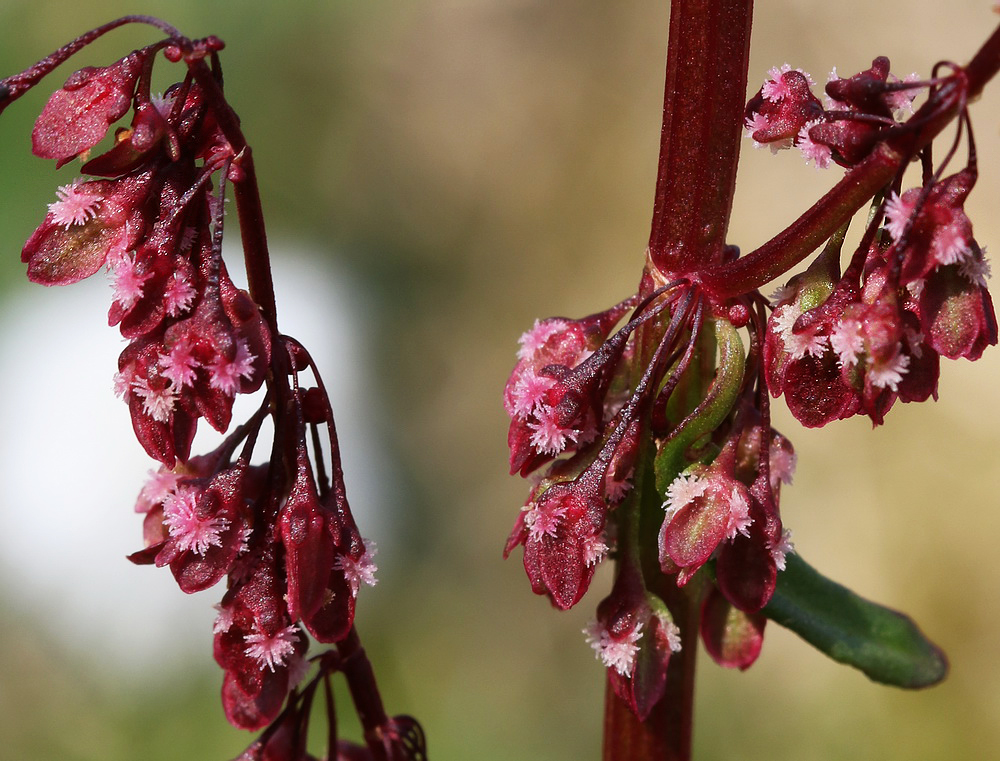 Изображение особи род Rumex.