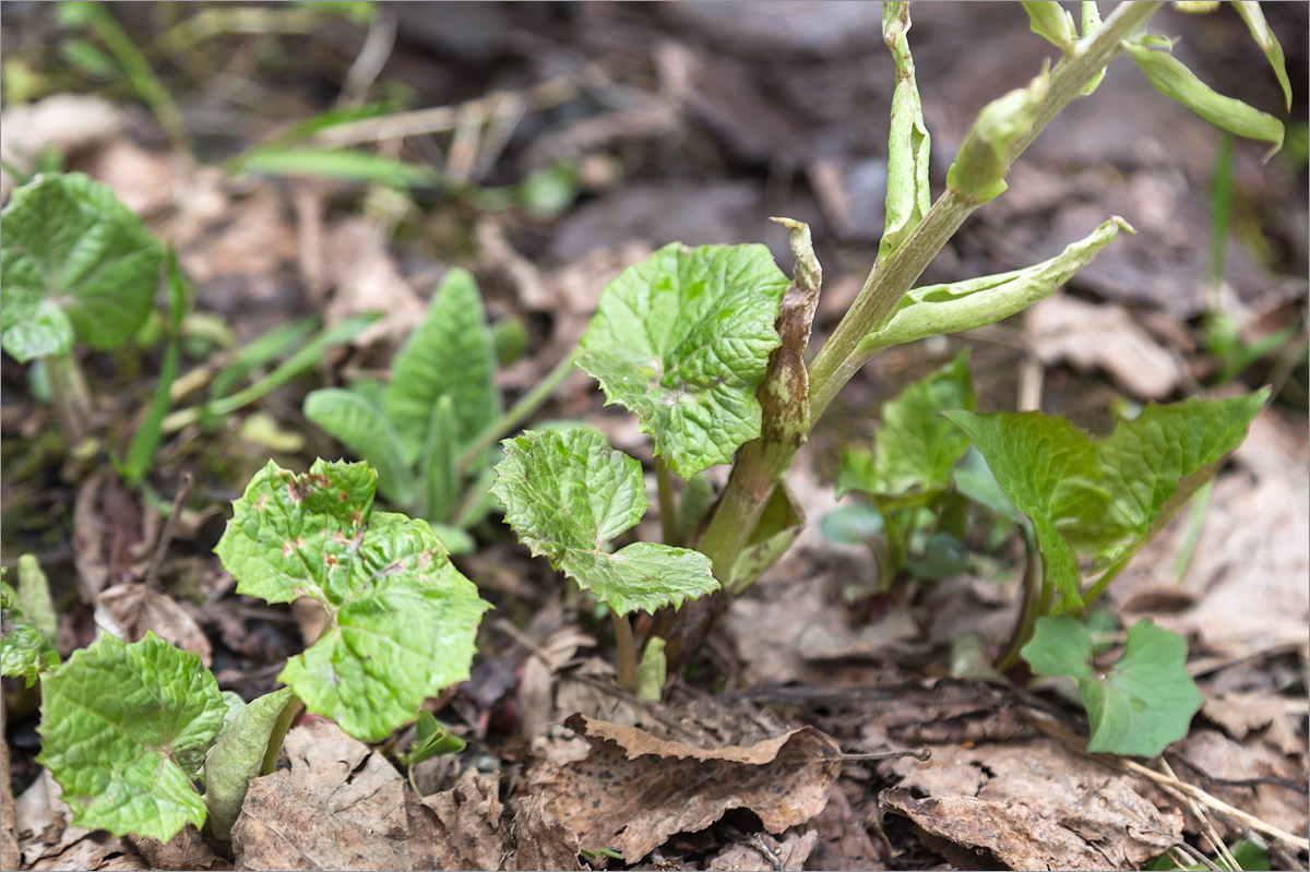 Image of Petasites albus specimen.