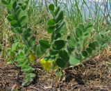 Astragalus pubiflorus. Цветущее растение в песчаной степи. Украина, Донецкая обл., Красноармейский р-н, окр. пос. Калиново. 09.05.2010.