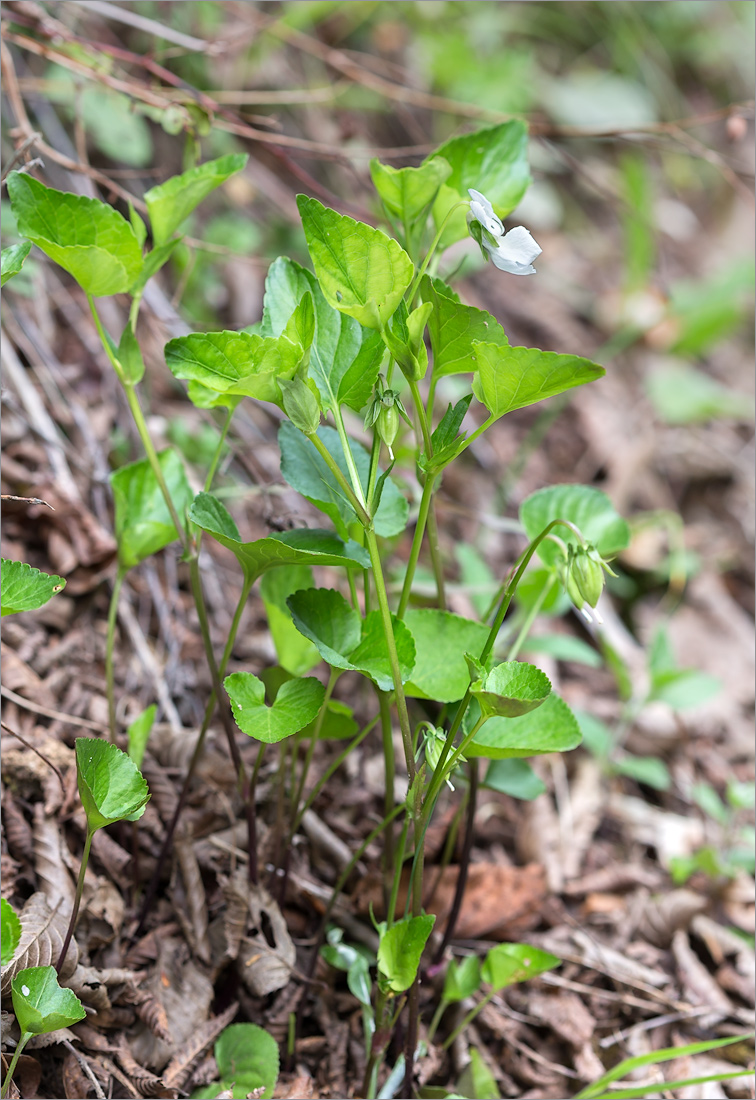 Image of Viola canina specimen.