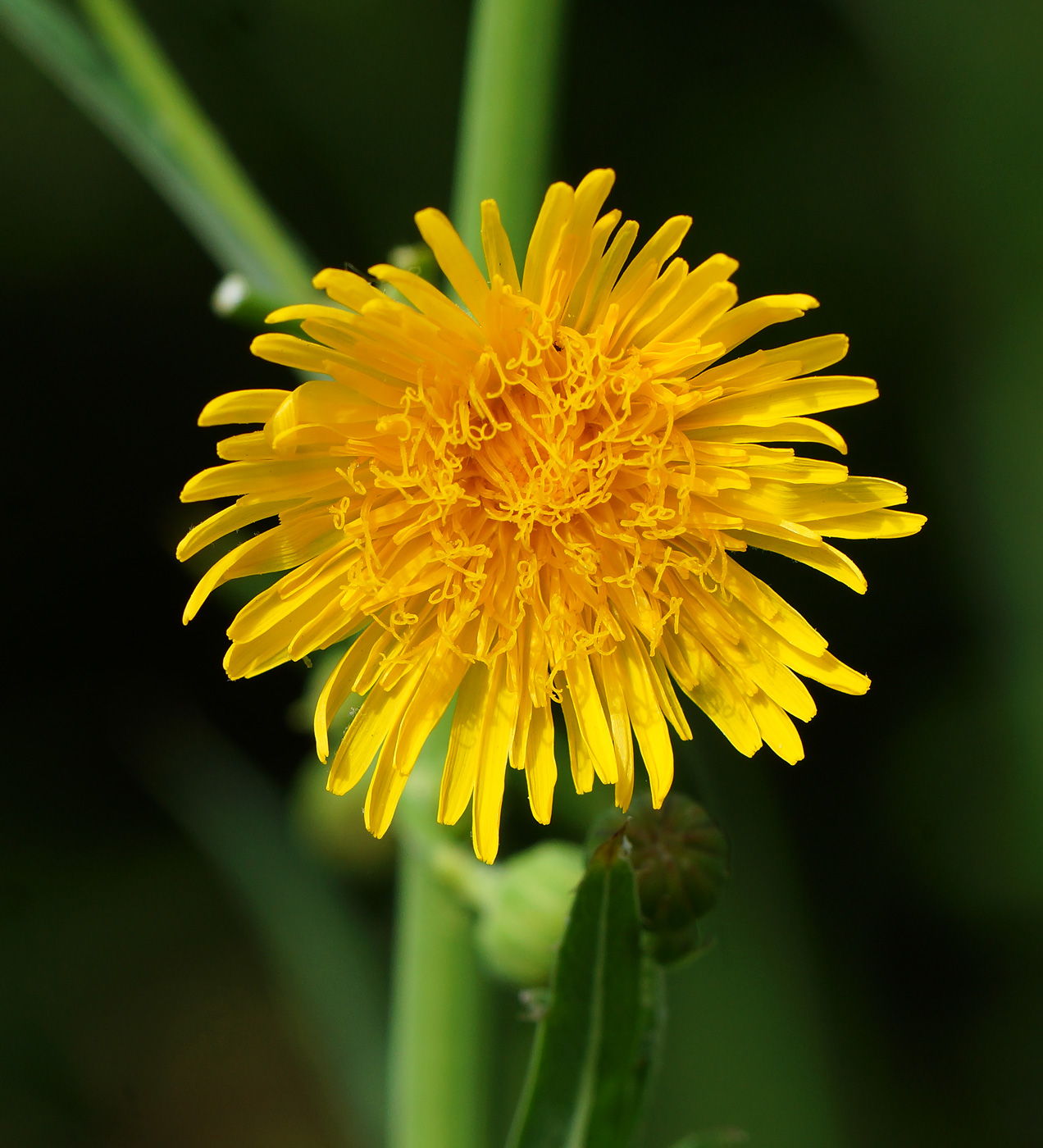 Image of Sonchus arvensis ssp. uliginosus specimen.