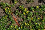 Portulaca oleracea