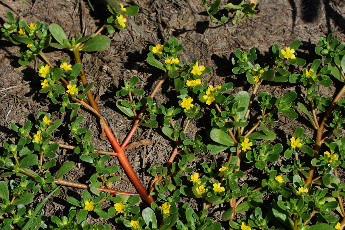 Изображение особи Portulaca oleracea.