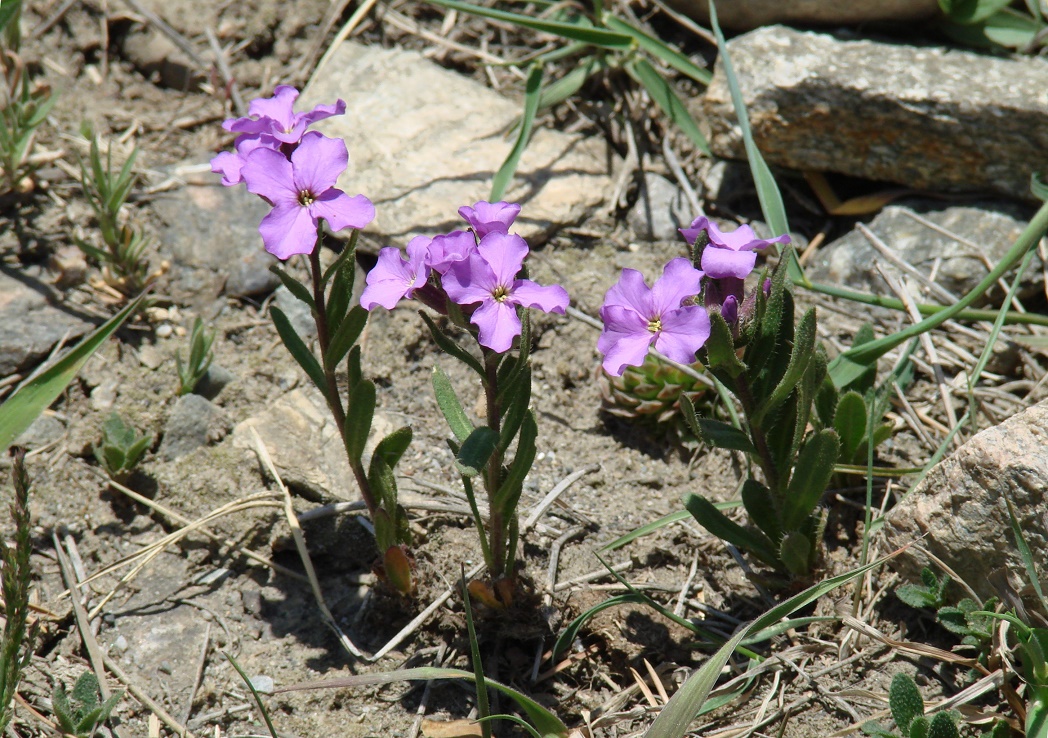Image of Clausia aprica specimen.