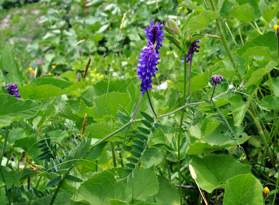 Image of Vicia cracca specimen.