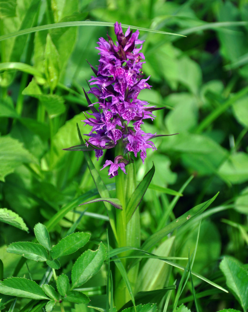 Image of Dactylorhiza euxina specimen.