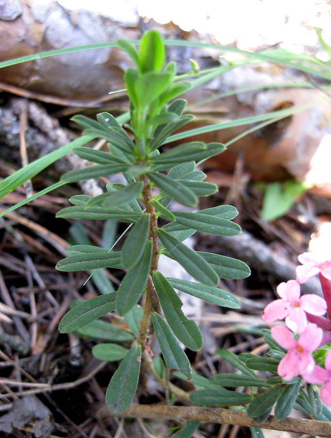 Image of Daphne cneorum specimen.