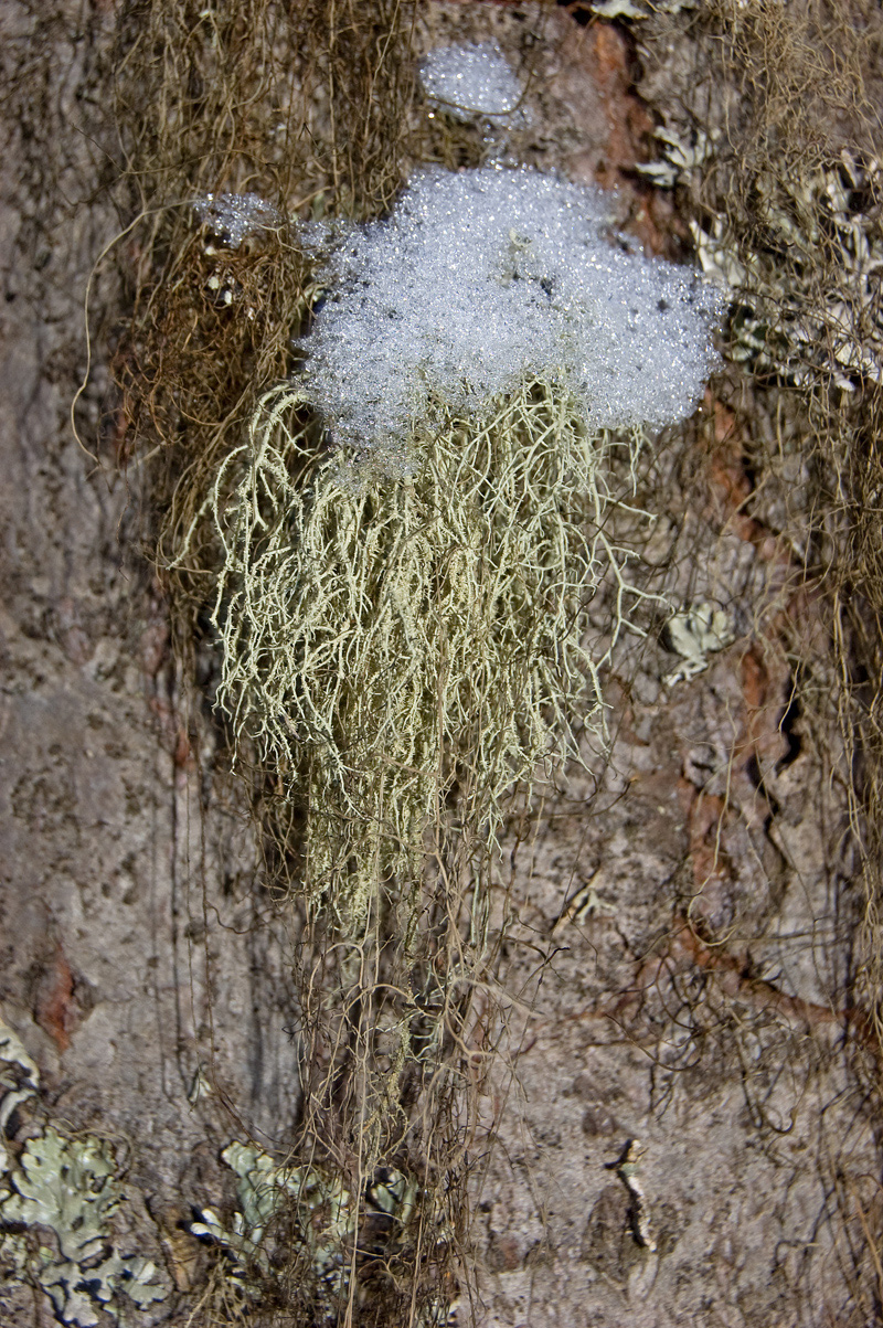 Image of genus Usnea specimen.