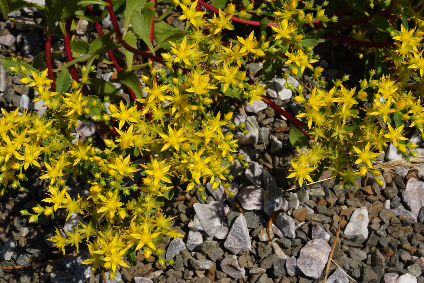 Image of Aizopsis hybrida specimen.