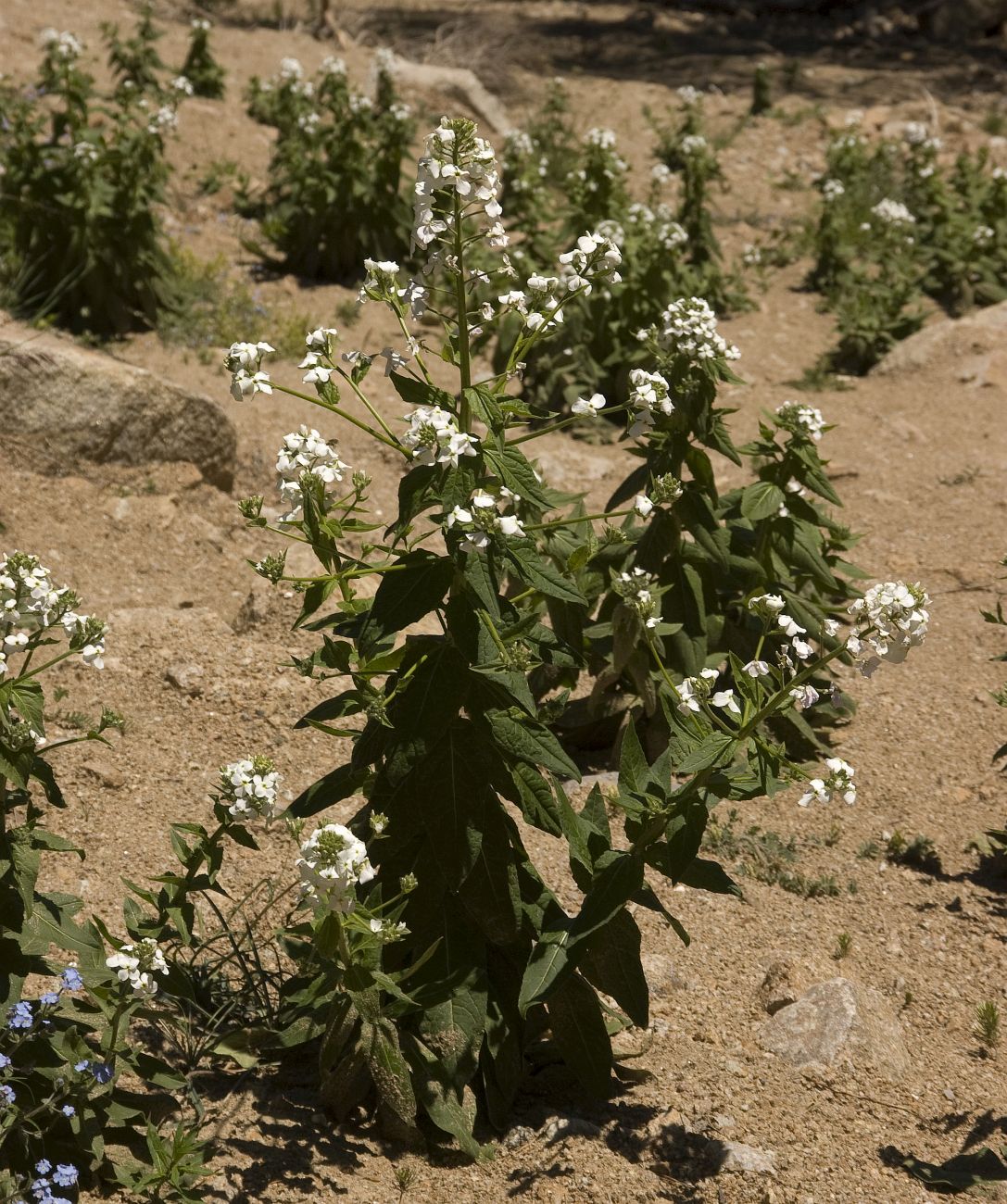 Изображение особи Hesperis voronovii.