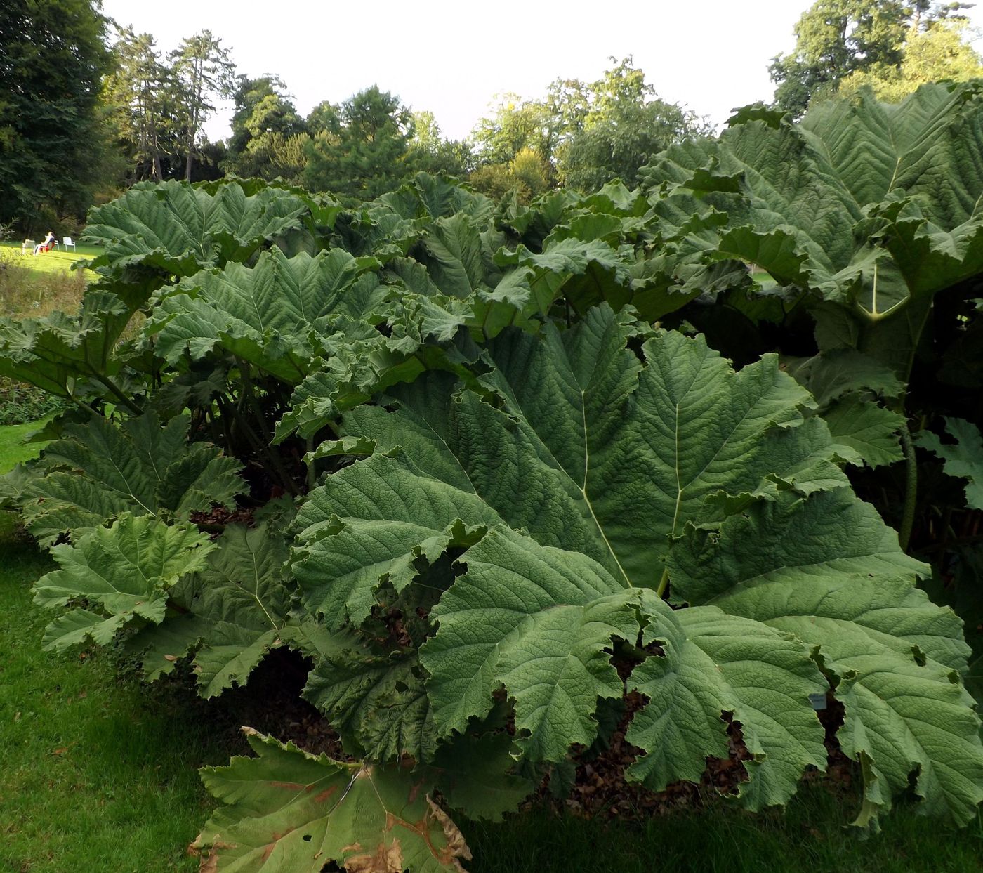 Изображение особи Gunnera tinctoria.