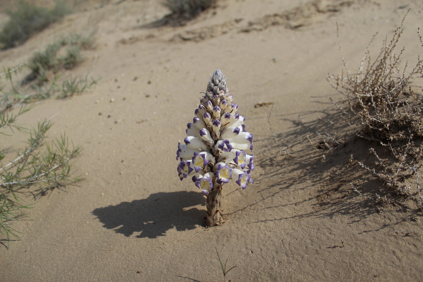 Image of Cistanche salsa specimen.