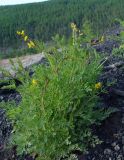 Corydalis sibirica. Цветущие растения. Якутия, Мирнинский р-н, окр. пос. Светлый, отвал в устье р. М. Ботуобуя. 12.06.2009.