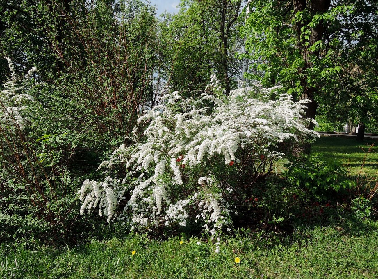 Image of Spiraea &times; cinerea specimen.