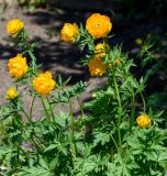 Trollius altaicus