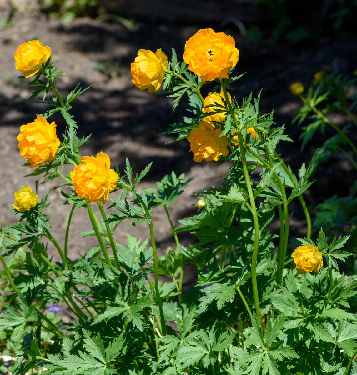 Изображение особи Trollius altaicus.