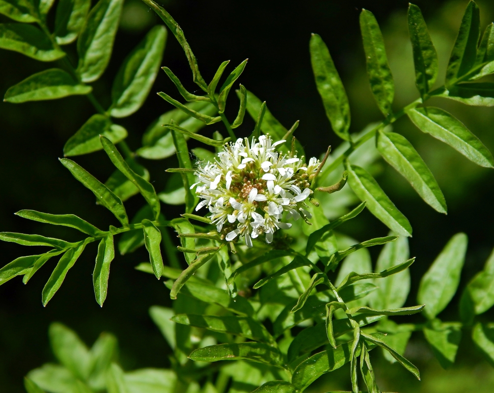 Изображение особи Cardamine impatiens.