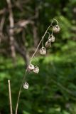 Campanula latifolia. Сухое прошлогоднее соплодие. Ленинградская обл., Ломоносовский р-н, окр. дер. Вильповицы, бровка глинта, кленово-ясеневый лес. 11.06.2018.