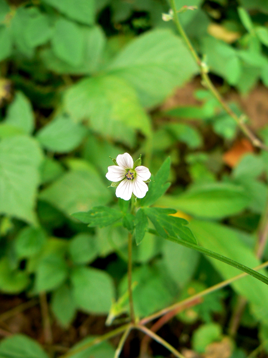 Image of Geranium sibiricum specimen.