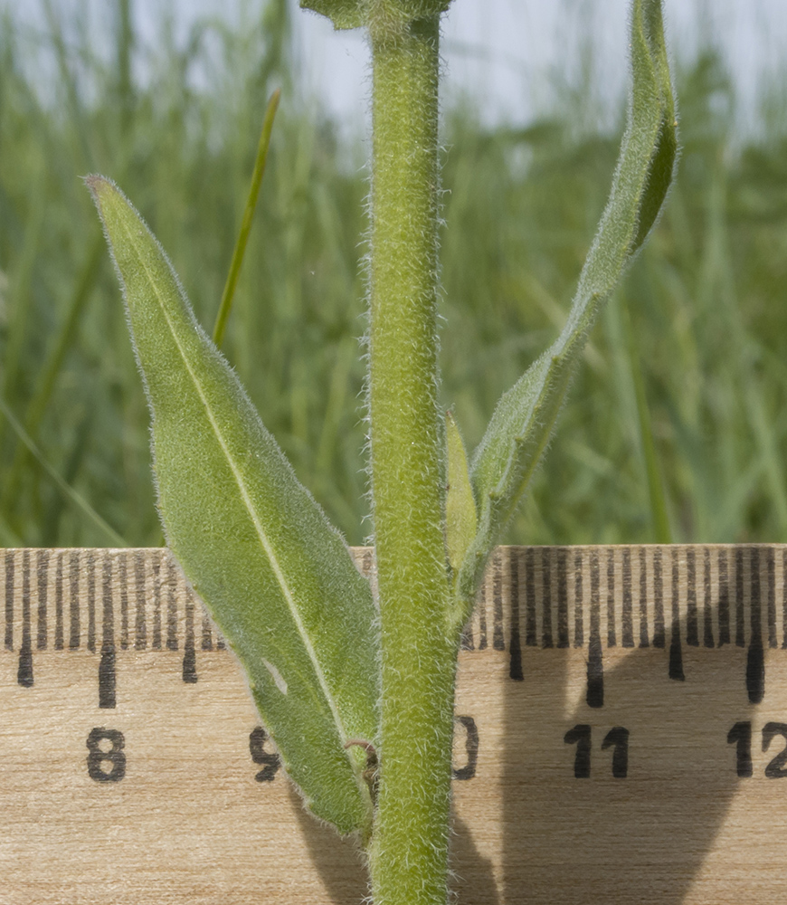 Image of Hesperis pycnotricha specimen.