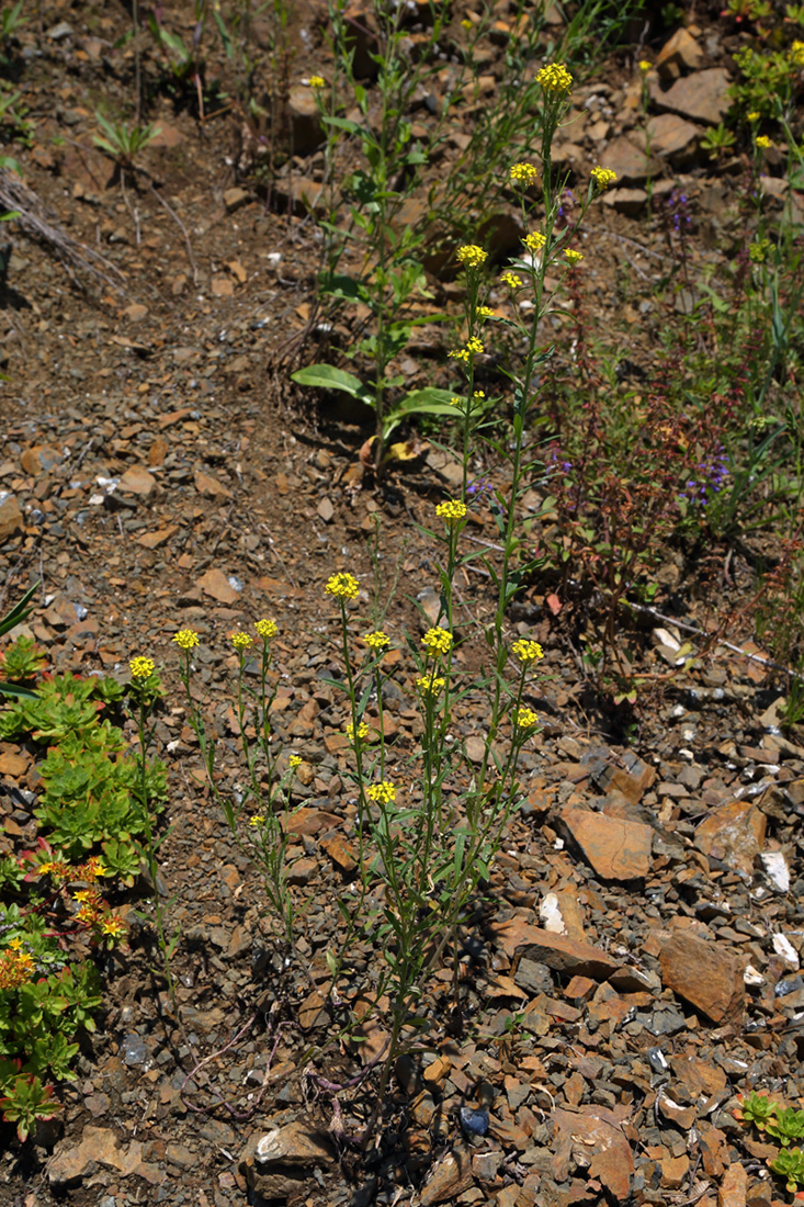 Image of Erysimum cheiranthoides specimen.