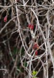 Berberis vulgaris. Ветви с прошлогодними плодами. Северная Осетия, Алагирское ущелье, Нарская котловина, окр. пос. Нар, склоны Бокового хребта, 1730 м н.у.м. 07.05.2010.