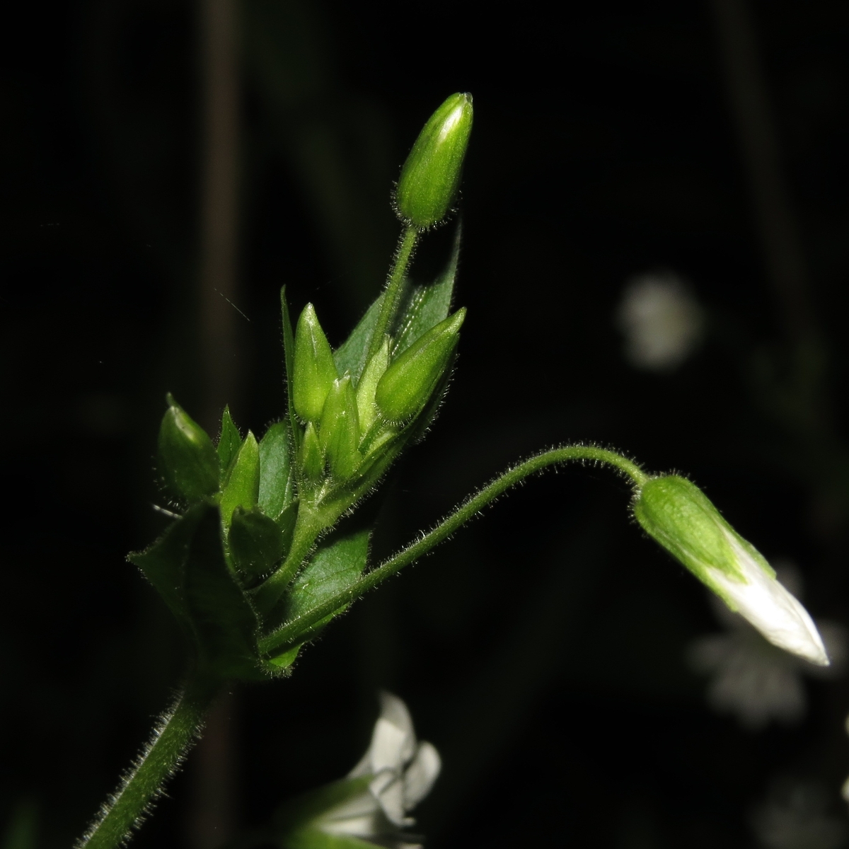 Изображение особи Stellaria nemorum.