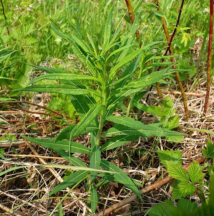 Image of Chamaenerion angustifolium specimen.