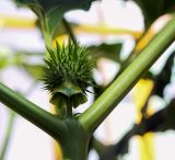 Datura stramonium