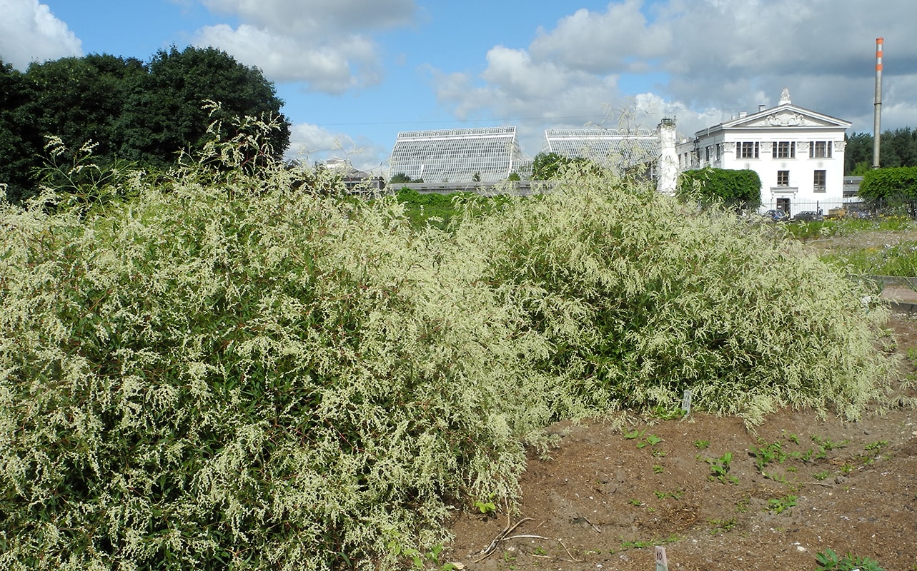 Изображение особи Aconogonon divaricatum.