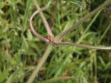 Geranium pratense