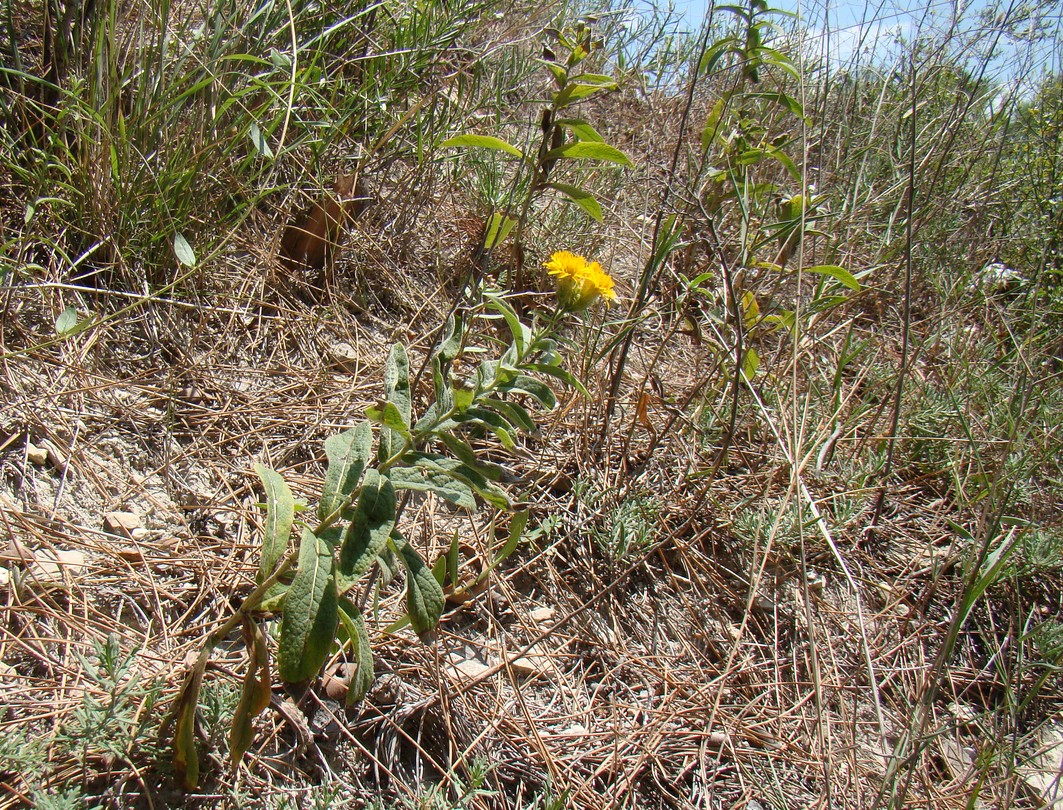 Изображение особи Inula germanica.