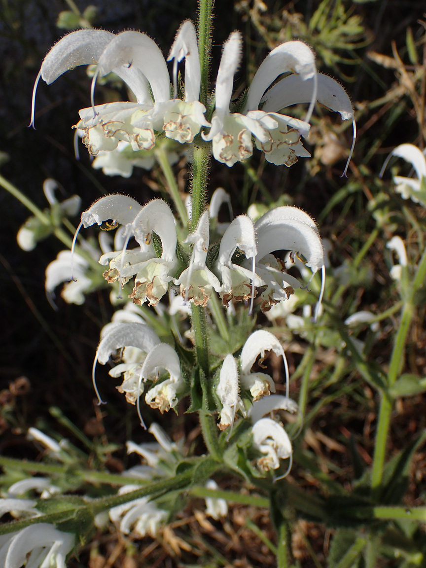 Изображение особи Salvia argentea.