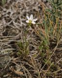 Minuartia krascheninnikovii. Цветущее растение. Башкортостан, Учалинский р-н, Ильчигуловский сельсовет, окр. дер. Мулдашево, хр. Нурали, каменистый склон, ≈ 700 м н.у.м. 7 сентября 2018 г.