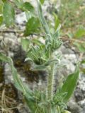 Echium vulgare. Бутоны. Южный Берег Крыма, Ялта, ущелье Уч-Кош. 06.06.2010.