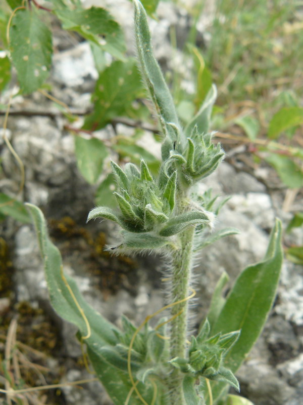 Изображение особи Echium vulgare.