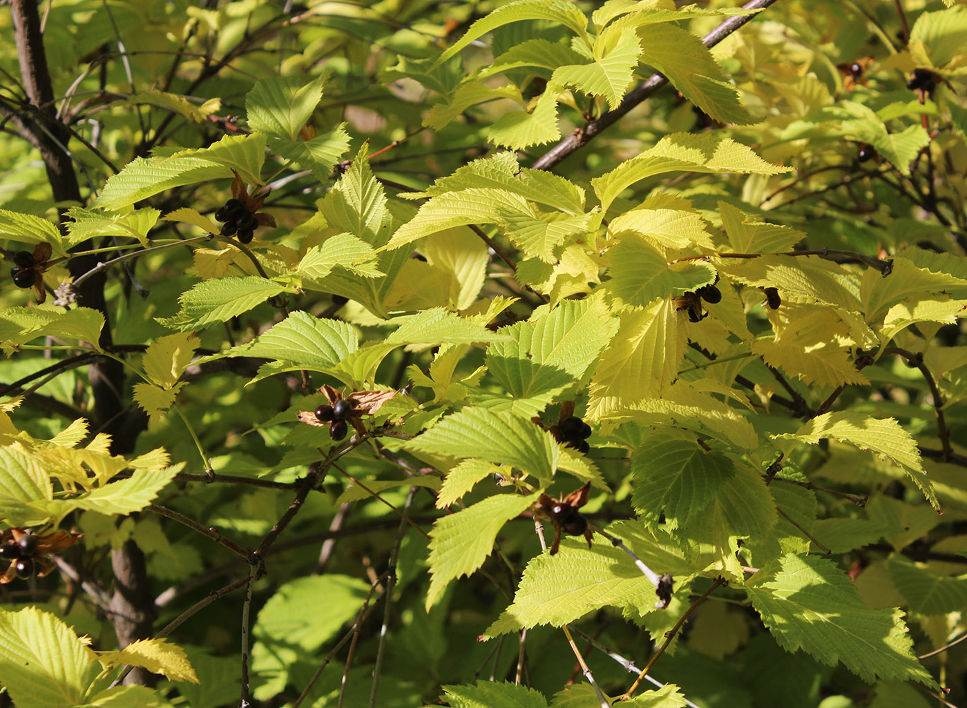 Image of Rhodotypos scandens specimen.