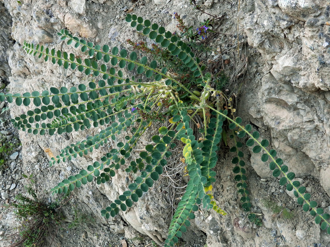 Изображение особи род Astragalus.