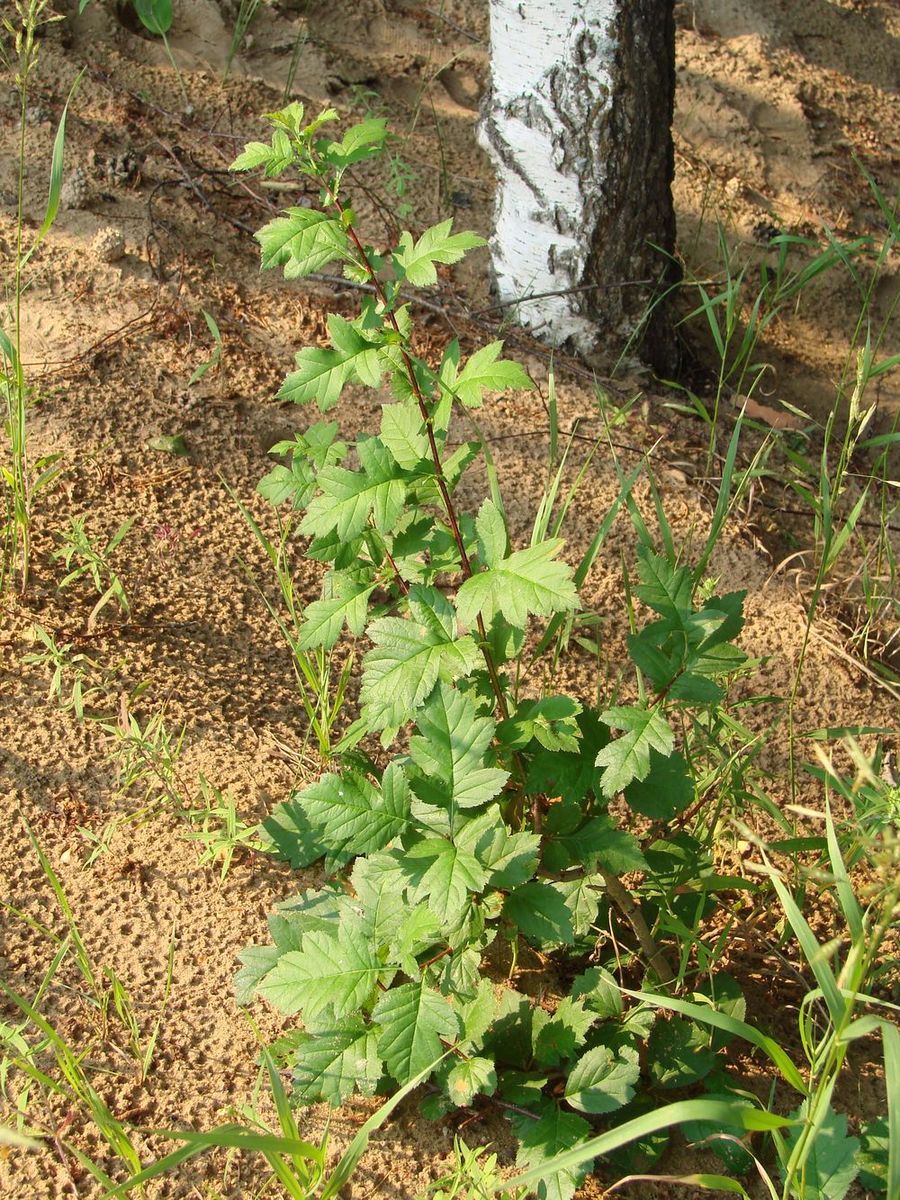 Изображение особи род Crataegus.