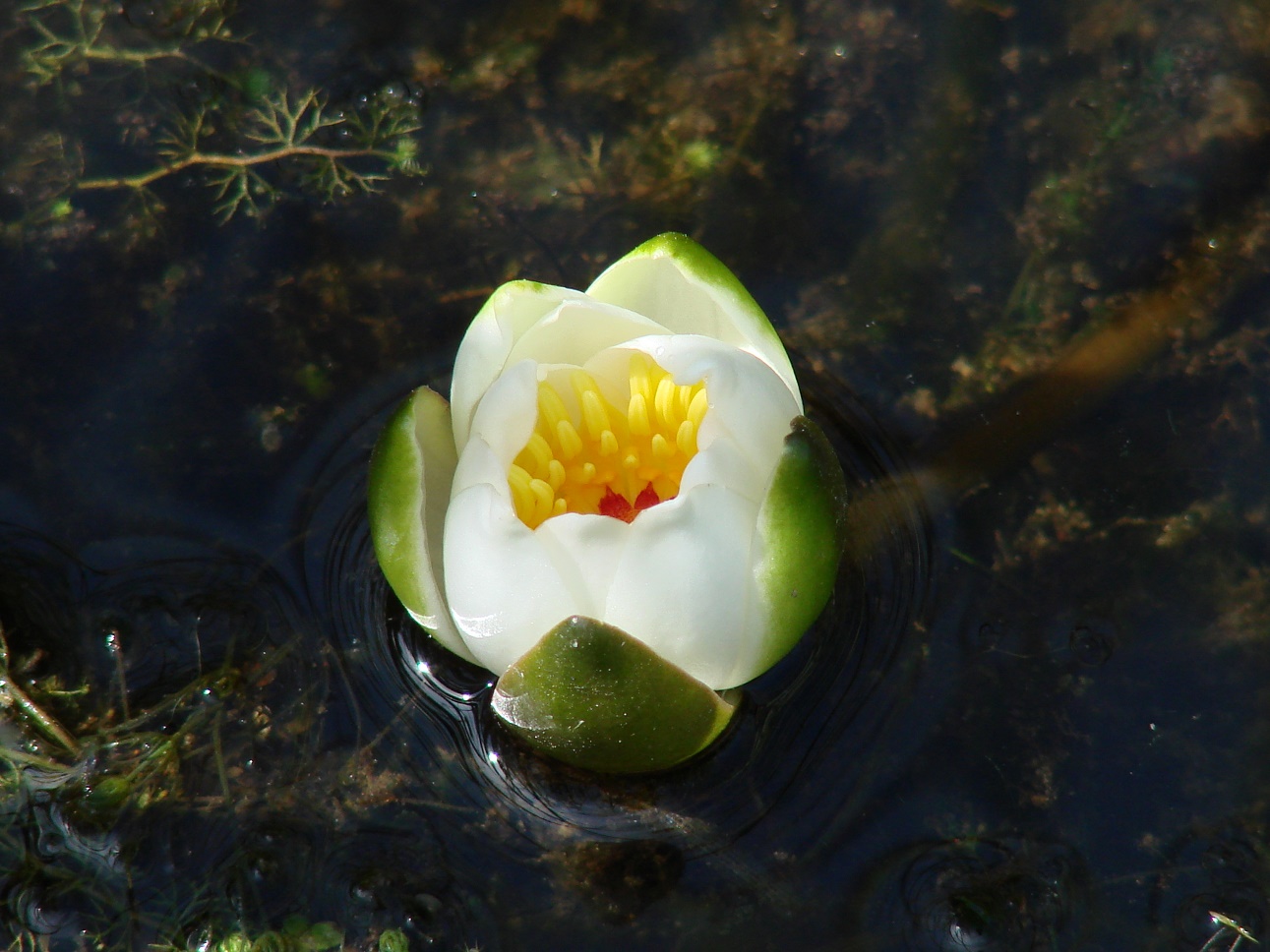 Изображение особи Nymphaea candida.