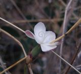 Dianthus atschurensis. Верхушка цветущего растения. Грузия, край Самцхе-Джавахети, Аспиндзский муниципалитет, восточный склон Эрушетского нагорья, ≈ 1550 м н.у.м., обочина дороги. 11.10.2018.