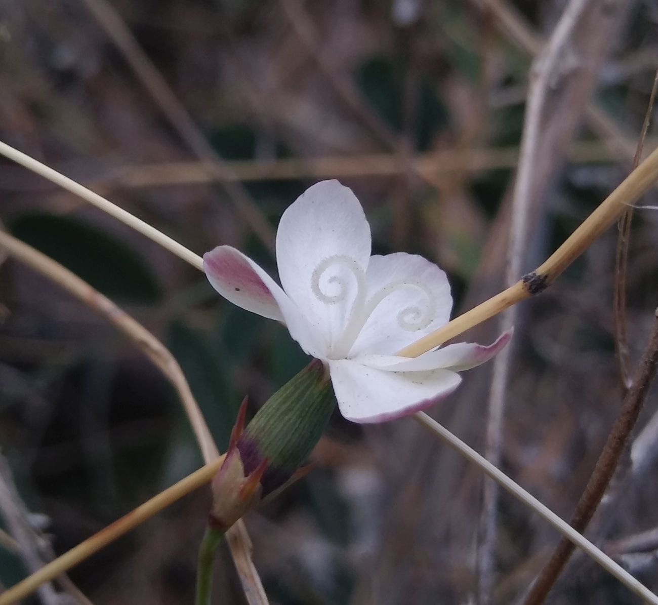 Изображение особи Dianthus atschurensis.