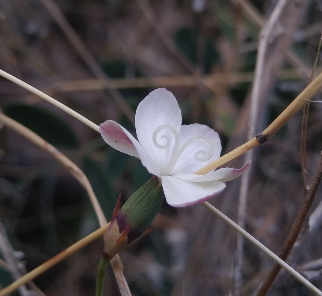 Image of Dianthus atschurensis specimen.