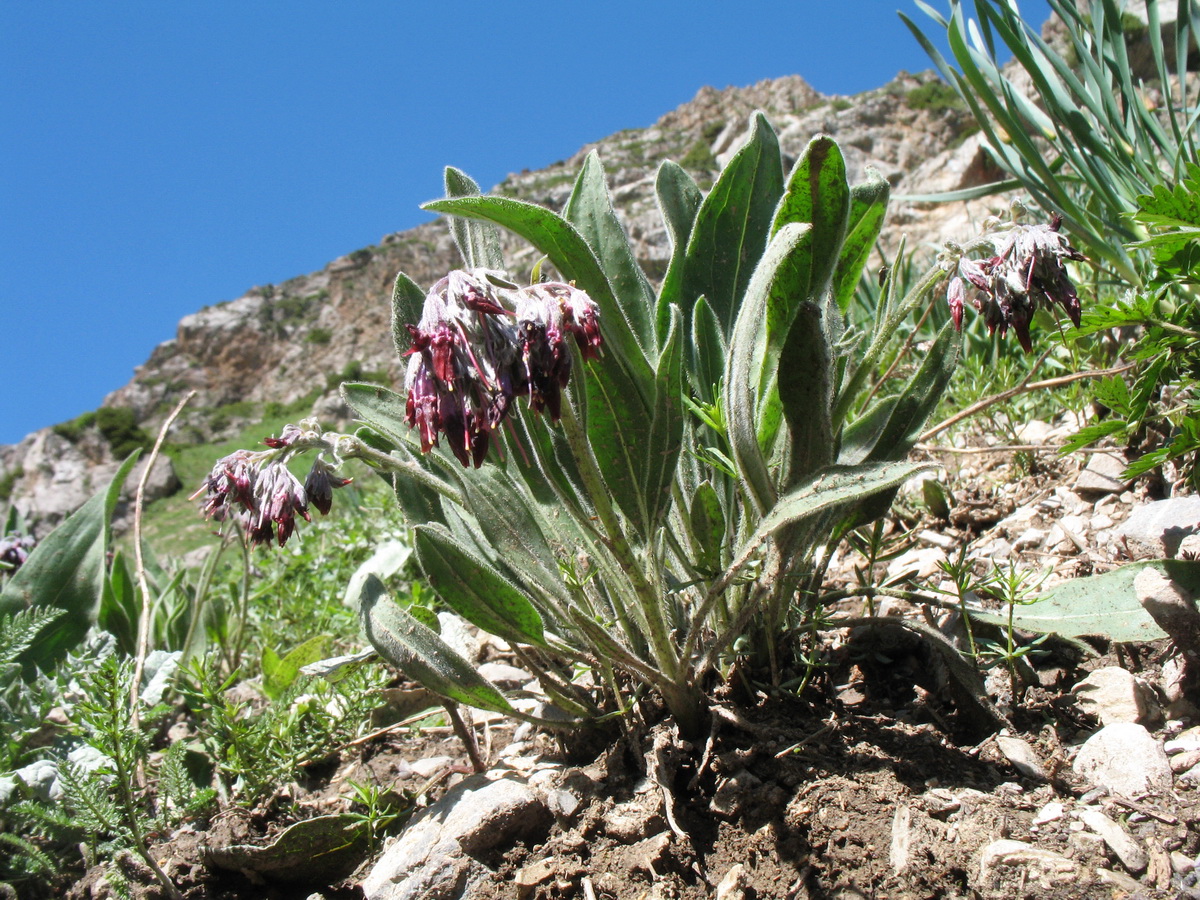 Image of Rindera oblongifolia specimen.