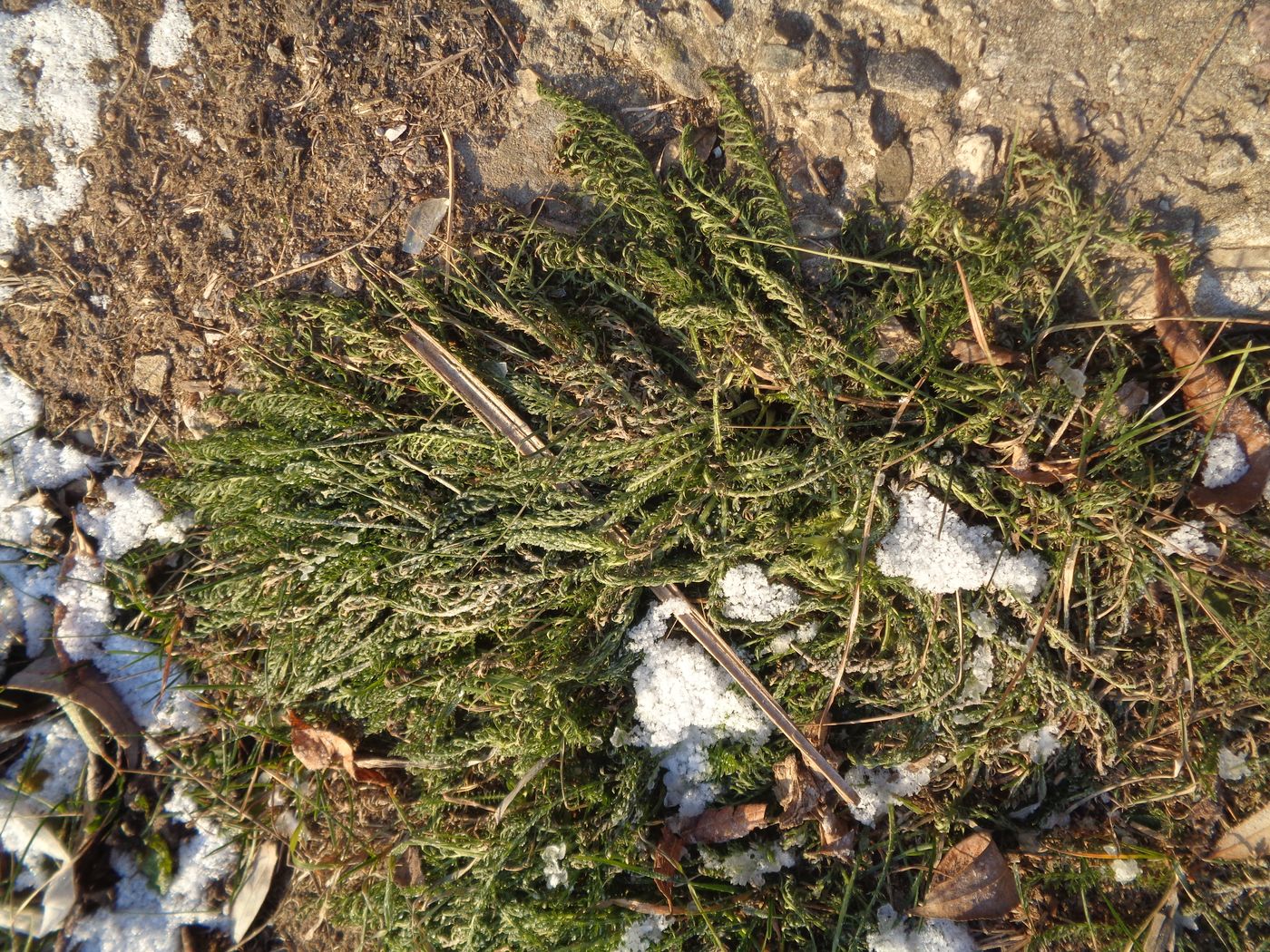 Image of Achillea millefolium specimen.