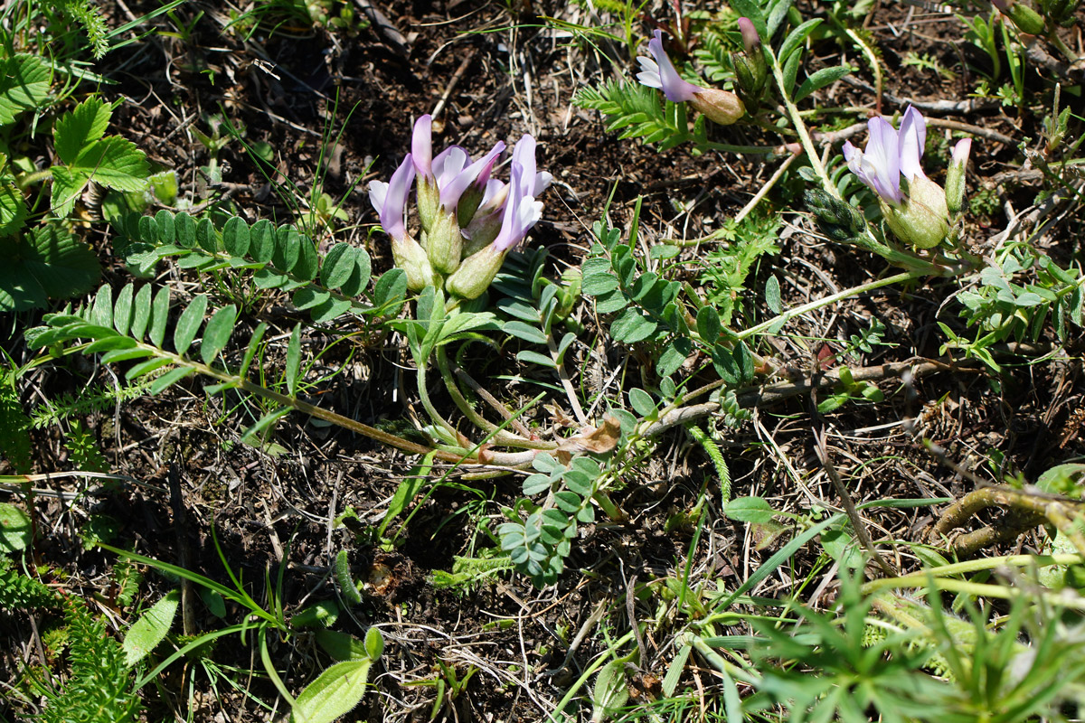 Image of Astragalus megalanthus specimen.