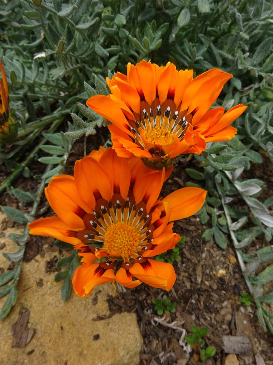 Изображение особи Gazania rigida.