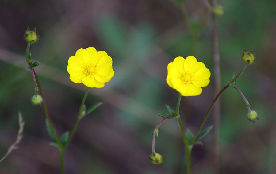 Изображение особи Potentilla stipularis.